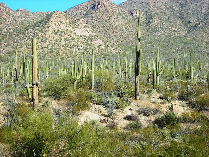 Cactus - Seguaro Park